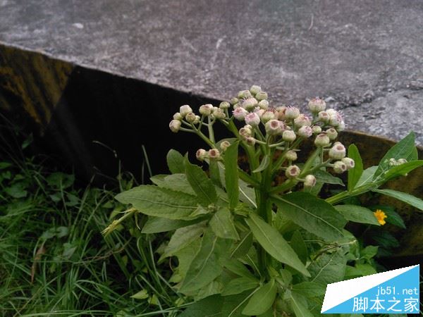 红辣椒4A值得买吗？红辣椒4A手机全面深度评测图解