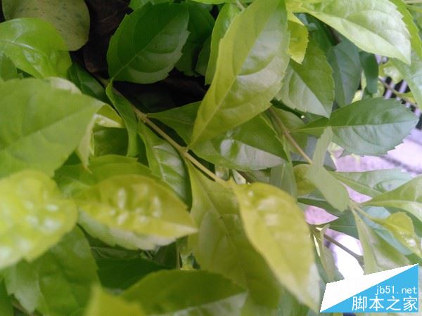 红辣椒4A值得买吗？红辣椒4A手机全面深度评测图解