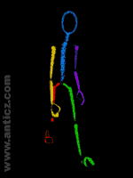 Maya 一个简单的方法去建立走路的循环周期 脚本之家 MAYA角色动画教程