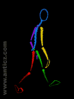 Maya 一个简单的方法去建立走路的循环周期 脚本之家 MAYA角色动画教程