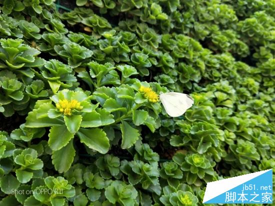 OPPOR11和华为Nova2 plus哪个值得买?HUAWEI nova2 Plus全面对比OPPO R11