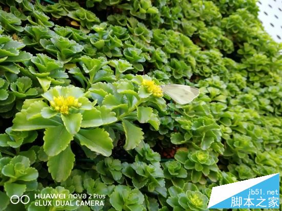 OPPOR11和华为Nova2 plus哪个值得买?HUAWEI nova2 Plus全面对比OPPO R11