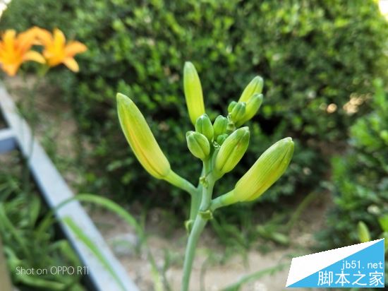 OPPOR11和华为Nova2 plus哪个值得买?HUAWEI nova2 Plus全面对比OPPO R11