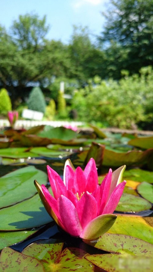 索尼Z4拍照样张流出 看摄像头升级多少 