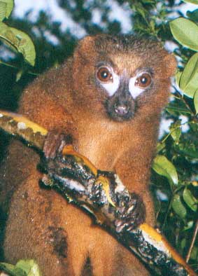 MAYA完美表现自然光【1】 脚本之家 MAYA材质灯光