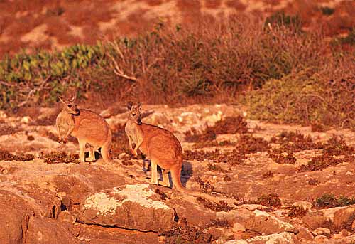 MAYA完美表现自然光【1】 脚本之家 MAYA材质灯光