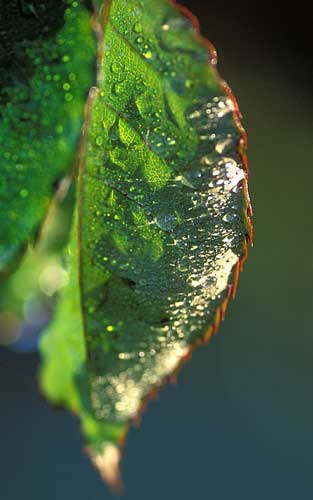 MAYA完美表现自然光【1】 脚本之家 MAYA材质灯光