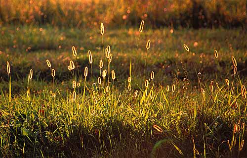 MAYA完美表现自然光【1】 脚本之家 MAYA材质灯光