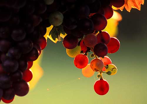 MAYA完美表现自然光【1】 脚本之家 MAYA材质灯光