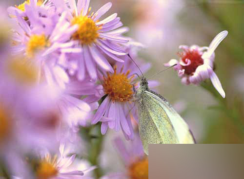 MAYA完美表现自然光【1】 脚本之家 MAYA材质灯光