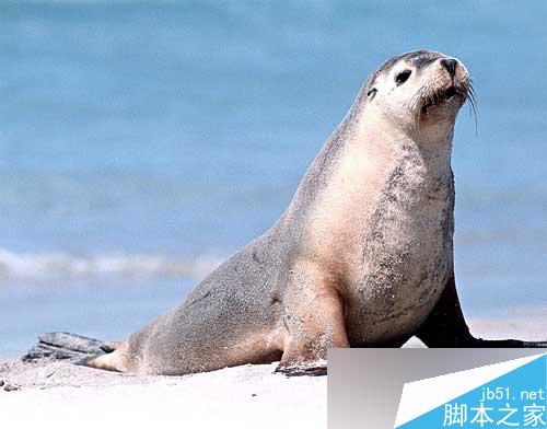 maya完美表现自然光 脚本之家 maya灯光教程