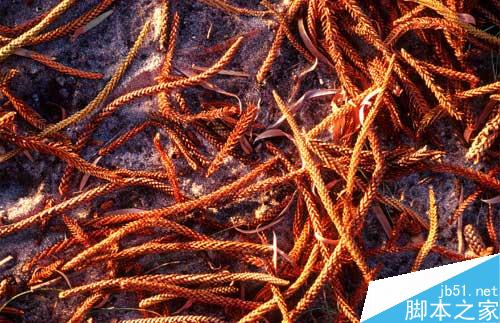 maya完美表现自然光 脚本之家 maya灯光教程