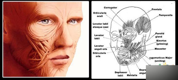 maya人头建模终极秘笈 脚本之家 maya建模教程