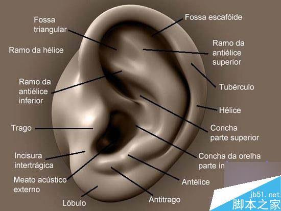 Maya多边形建模人物耳朵 脚本之家 MAYA建模教程