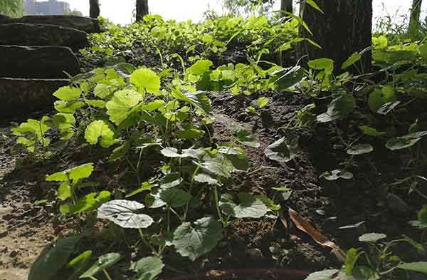 荣耀9和OPPO R11哪个拍摄效果好？两款手机拍照样张对比