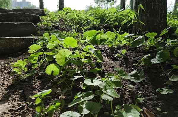 荣耀9和OPPO R11哪个拍摄效果好？两款手机拍照样张对比