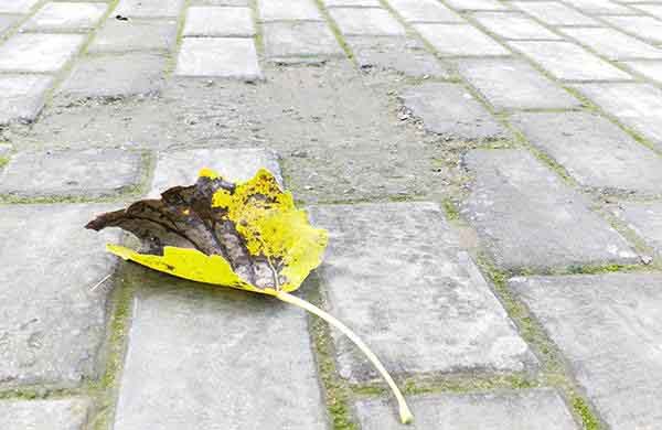 荣耀9和OPPO R11哪个拍摄效果好？两款手机拍照样张对比