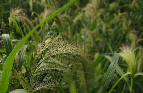 荣耀9和OPPO R11哪个拍摄效果好？两款手机拍照样张对比