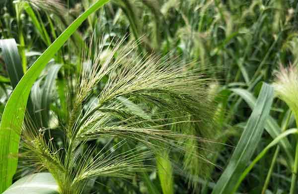 荣耀9和OPPO R11哪个拍摄效果好？两款手机拍照样张对比