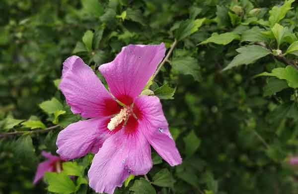 荣耀9和OPPO R11哪个拍摄效果好？两款手机拍照样张对比