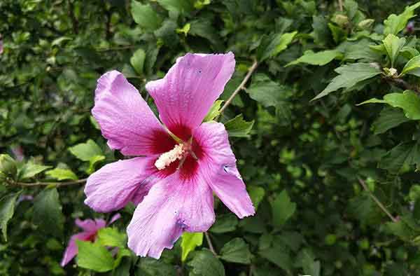 荣耀9和OPPO R11哪个拍摄效果好？两款手机拍照样张对比