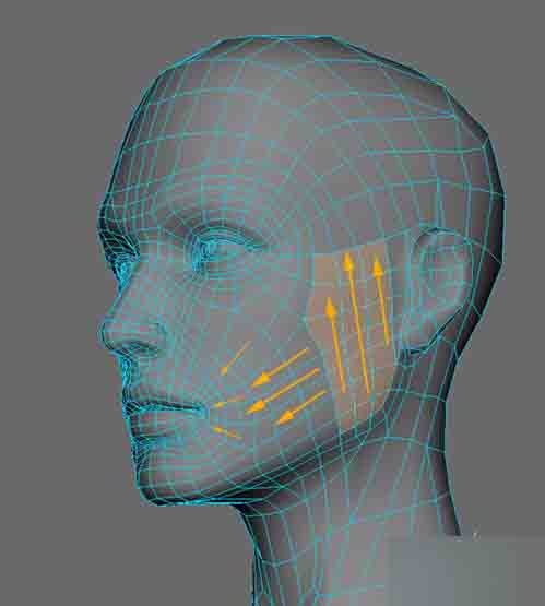 MAYA人头布线 脚本之家 MAYA建模教程