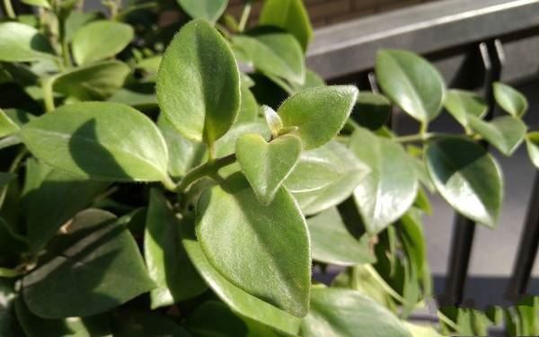 夏普S2/三星S8/小米MIX买哪个好?三款手机全方位区别对比