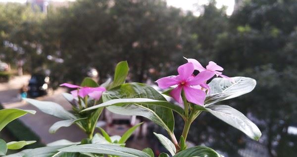 夏普S2/三星S8/小米MIX买哪个好?三款手机全方位区别对比