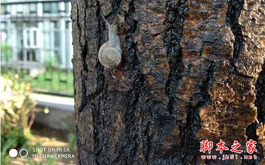 oppor11和小米5X买哪个好？小米5X与oppor11真机拍照全面实测