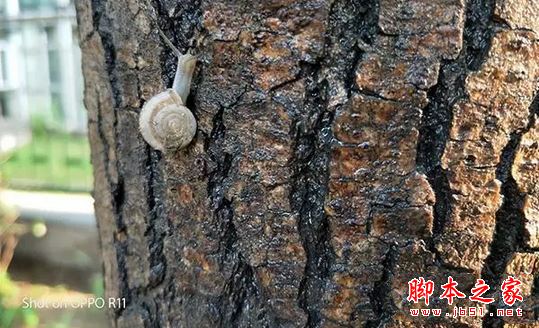 oppor11和小米5X买哪个好？小米5X与oppor11真机拍照全面实测