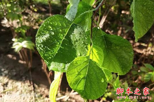 oppor11和小米5X买哪个好？小米5X与oppor11真机拍照全面实测