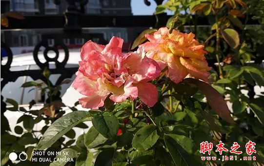 oppor11和小米5X买哪个好？小米5X与oppor11真机拍照全面实测