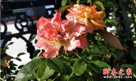 oppor11和小米5X买哪个好？小米5X与oppor11真机拍照全面实测