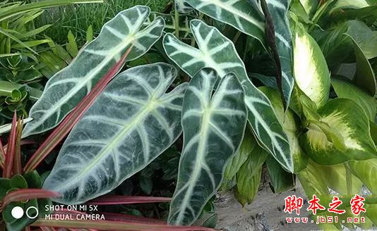 oppor11和小米5X买哪个好？小米5X与oppor11真机拍照全面实测