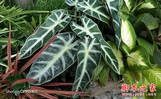 oppor11和小米5X买哪个好？小米5X与oppor11真机拍照全面实测