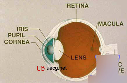 Maya角色建模基础――人体造型解剖学基础 脚本之家 MAYA建模教程