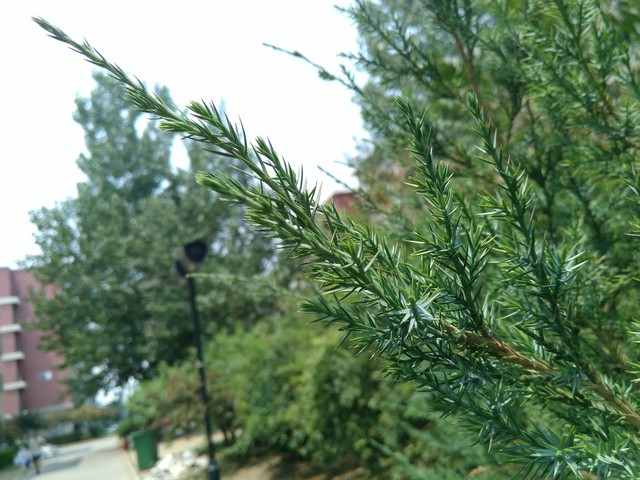 么么哒3S和红米2哪个好 TCL么么哒3S对比红米2增强版