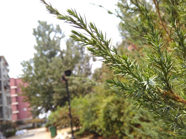 么么哒3S和红米2哪个好 TCL么么哒3S对比红米2增强版