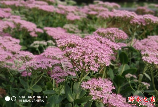 小米Note3究竟值得买吗？小米Note3外观拍照性能全面深度评测