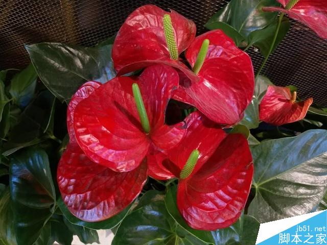 魅蓝E3评测：6GB满配千元机长啥样（不发布）   