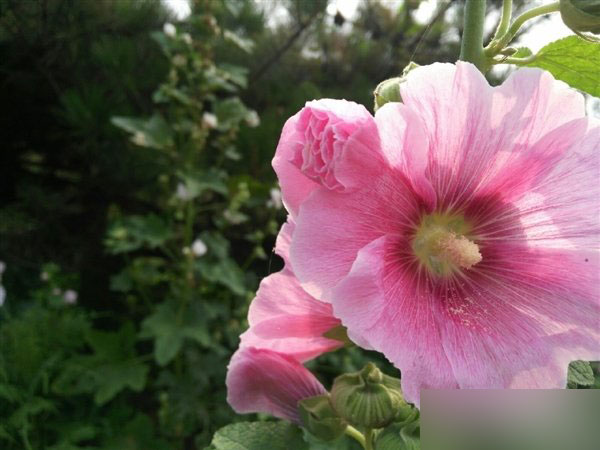 ZUK Z1拍照样张再曝：续航亮了