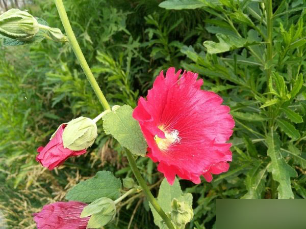 ZUK Z1拍照样张再曝：续航亮了