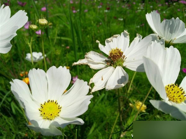 ZUK Z1拍照样张再曝：续航亮了