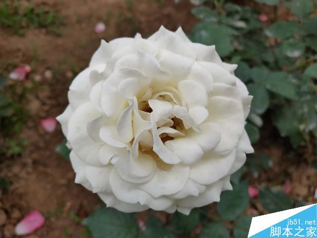 一加6深度评测 满身肌肉的&ldquo;西装暴徒&rdquo; 