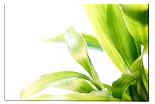 Illustrator教程:绘制绿色的叶子_脚本之家jb51.net