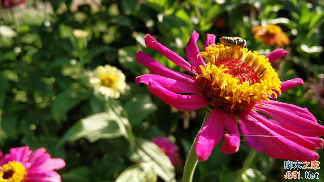 一加手机2高清图赏和官方实拍样张