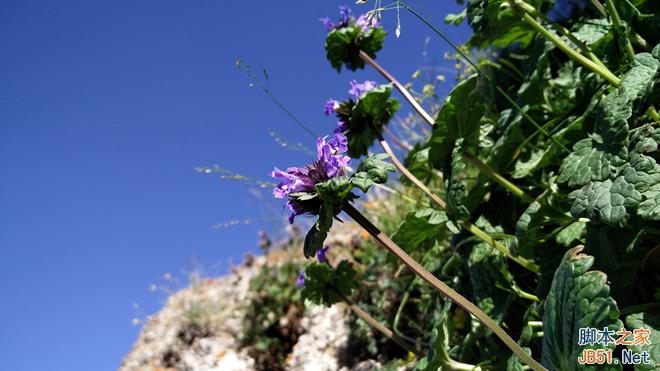 一加手机2高清图赏和官方实拍样张