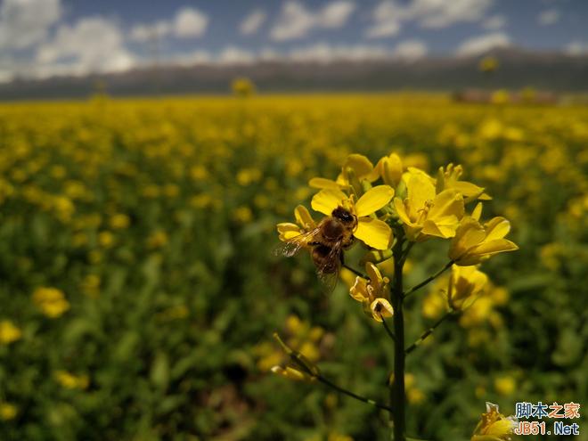 一加手机2高清图赏和官方实拍样张