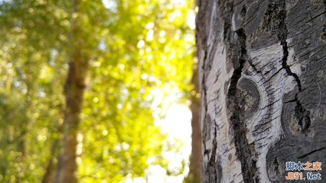 一加手机2高清图赏和官方实拍样张