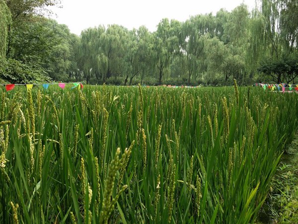 一加2与iphone6哪个好？一加手机2对比iphone6